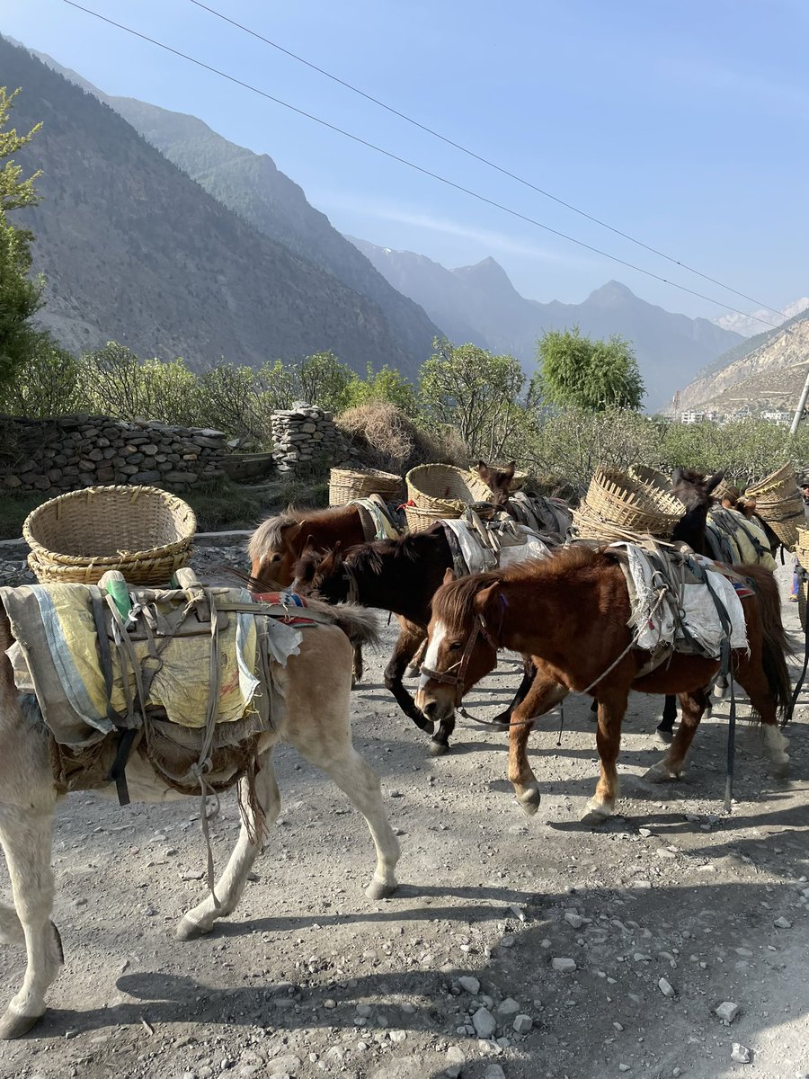TaraTeacher1's tweet photo. On the road,walking from Marpha to Kagbeni via Jomsom #nepal #mustang #marpha #kagbeni #jomsom #himalayas #internationalteacher #holidays https://t.co/0O2HnXjBSp
