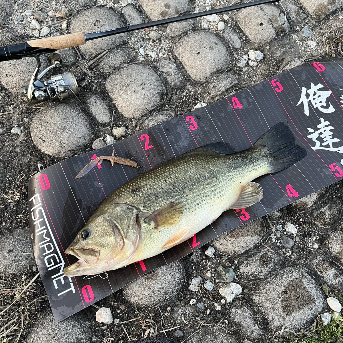SakusoraStudio's tweet photo. 夕まずめ
48cm

#俺達。
#DBユーマ　
#河北潟 https://t.co/Oom4kuWVSS