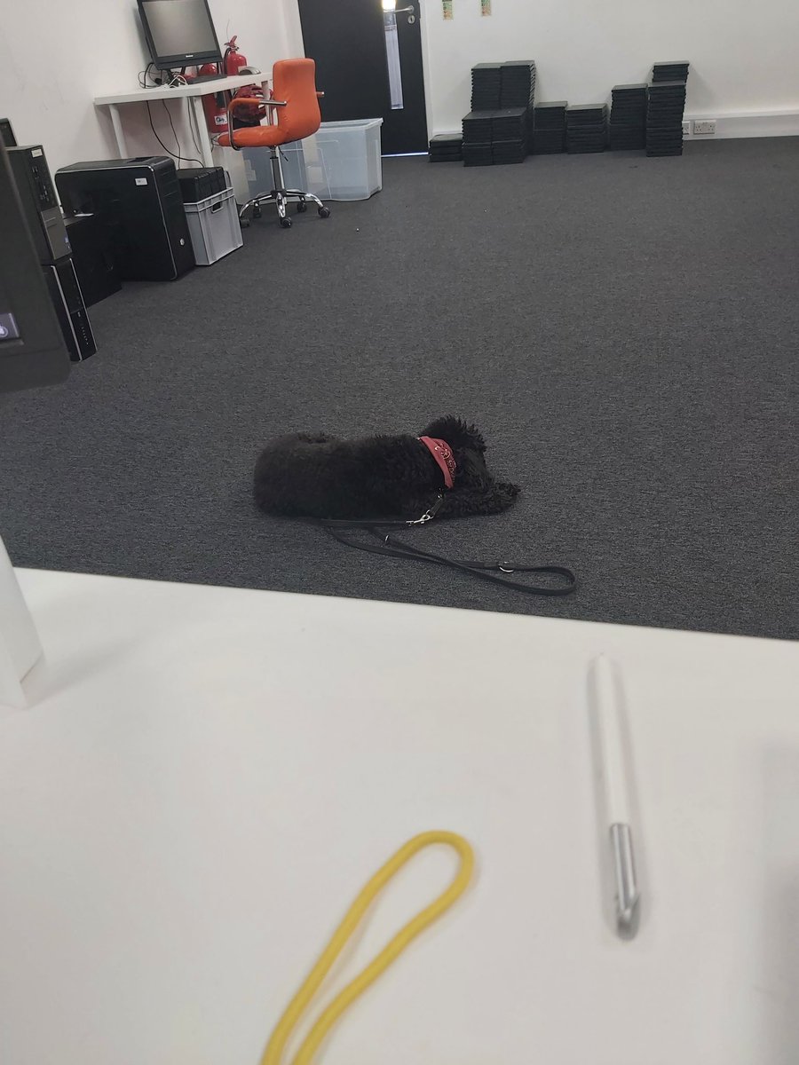 dog_dory's tweet photo. I could sleep in my bed with its super comfy blanket or I could sleep in the middle of the floor? https://t.co/ZRYcoP5lFQ