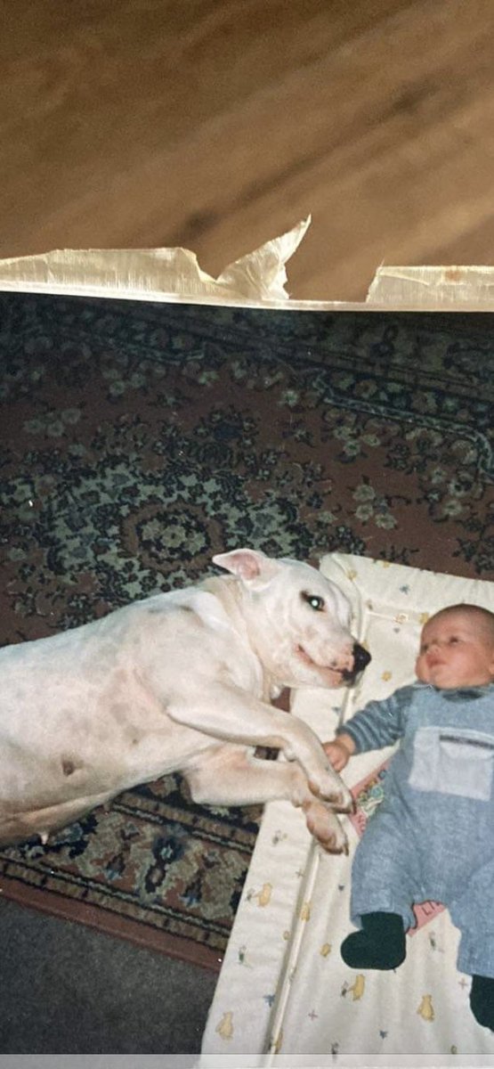 chocolatey4's tweet photo. They said my #pittbull was nasty lol yeah umm not around my kids nope .. miss you so much my girl #Nanda #nannydogs perfect picture with my son Ethan 💙 #dogsoftwitter https://t.co/BCp3Hu3RYf