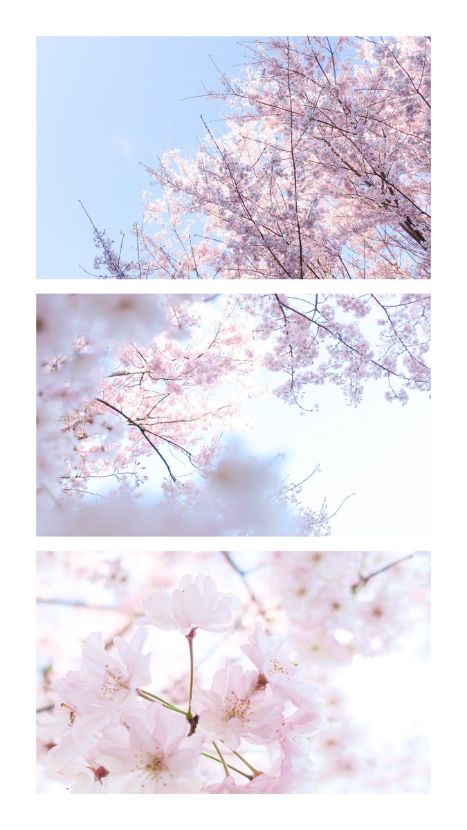 素敵な春をありがとう、また来年
※タップ推奨
#キリトリセカイ #写真 #photograph
#写真好きな人と繋がりたい
#カメラ好きな人と繫がりたい
