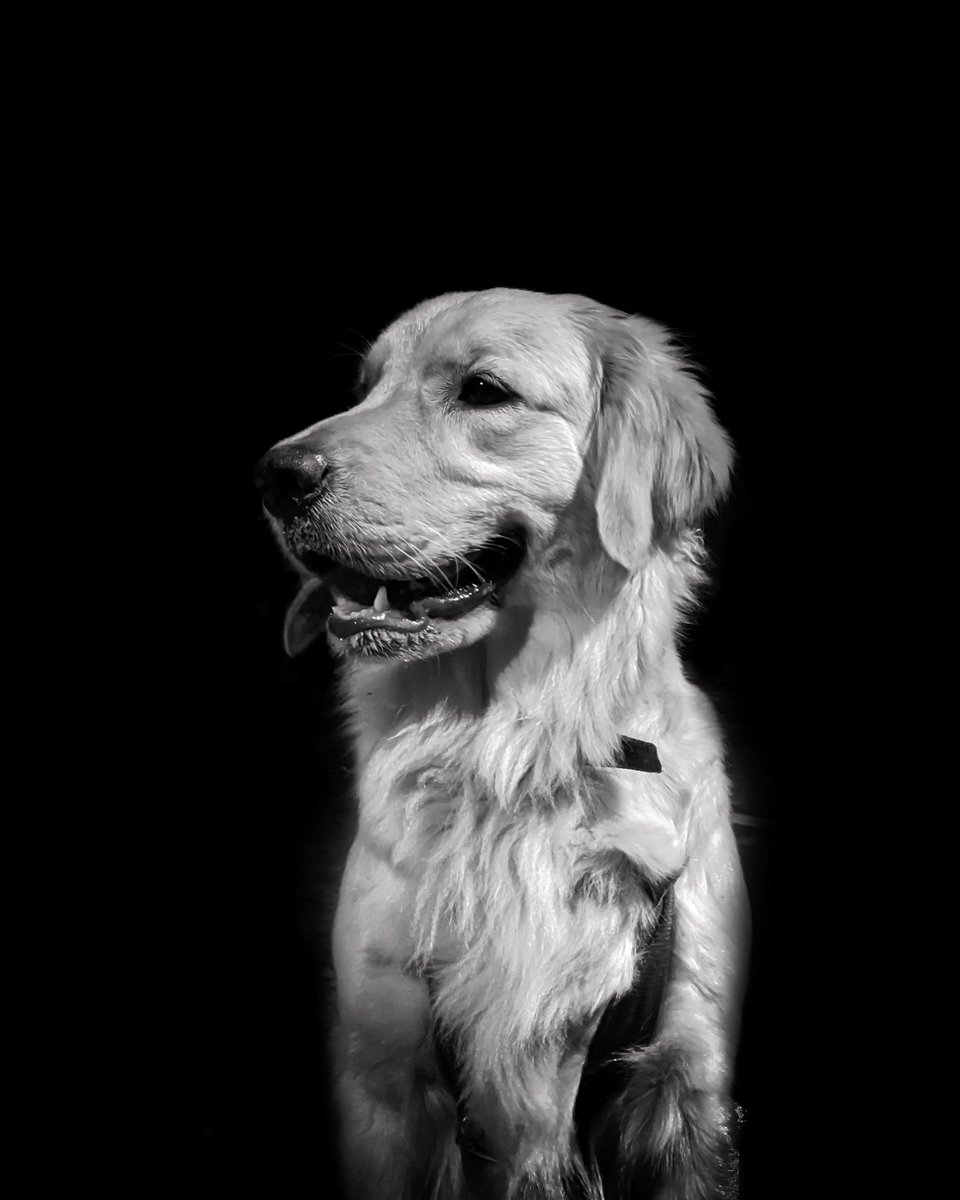 _khanarshad's tweet photo. Retrieves your oldest coin!!
#ShotonOPPO 
#OPPOPetPortraits 
#OPPOReno7Series @OPPOCareIN @OPPOCareGlobal @oppo
@OPPOMobileUK https://t.co/uvG8L24eqo