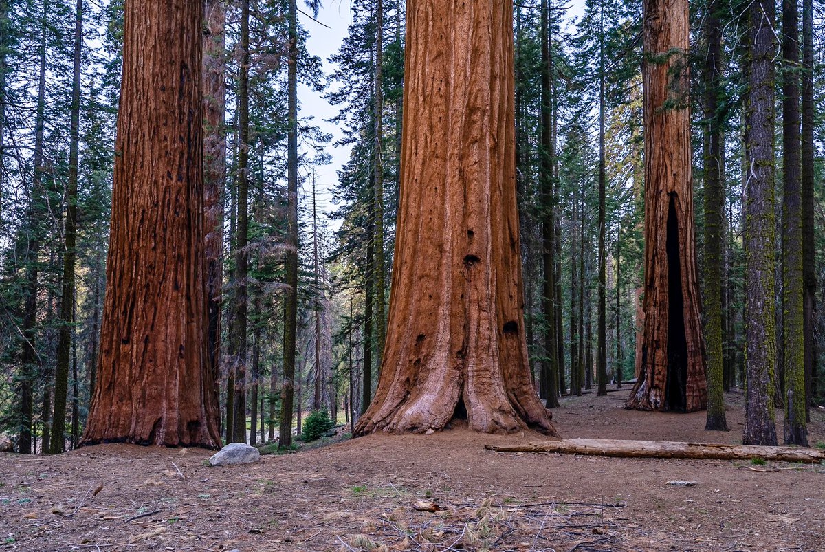 3 amazing Sequoias in the Giant Forest!  

#sequoiaNP #sequoia #gianttrees #giantforest