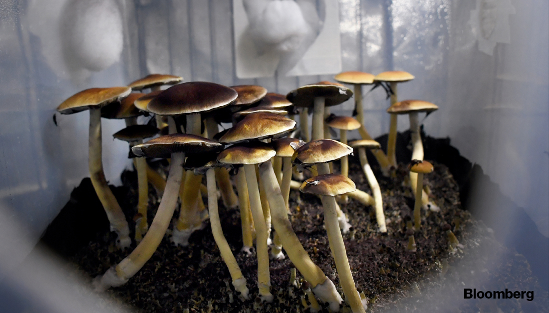 Magic mushrooms in a lab
