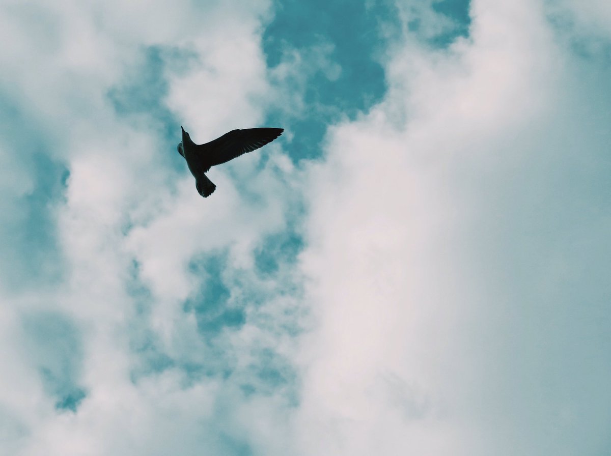KeeyAlireza's tweet photo. Story of Soar 🍂🍃

Brutal Ambition … 
#NFTCommunity #NFTGiveaway #NFTs #NFT #opensea #nftart https://t.co/As8pJkARK0