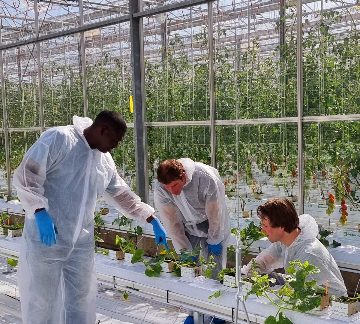 We are very happy to have increased our research power with the arrival of two new researchers Terrens and Menno. We wish them lots of success!

#biocontrol #cropprotection #horticulture #biological #research #protectedbynature