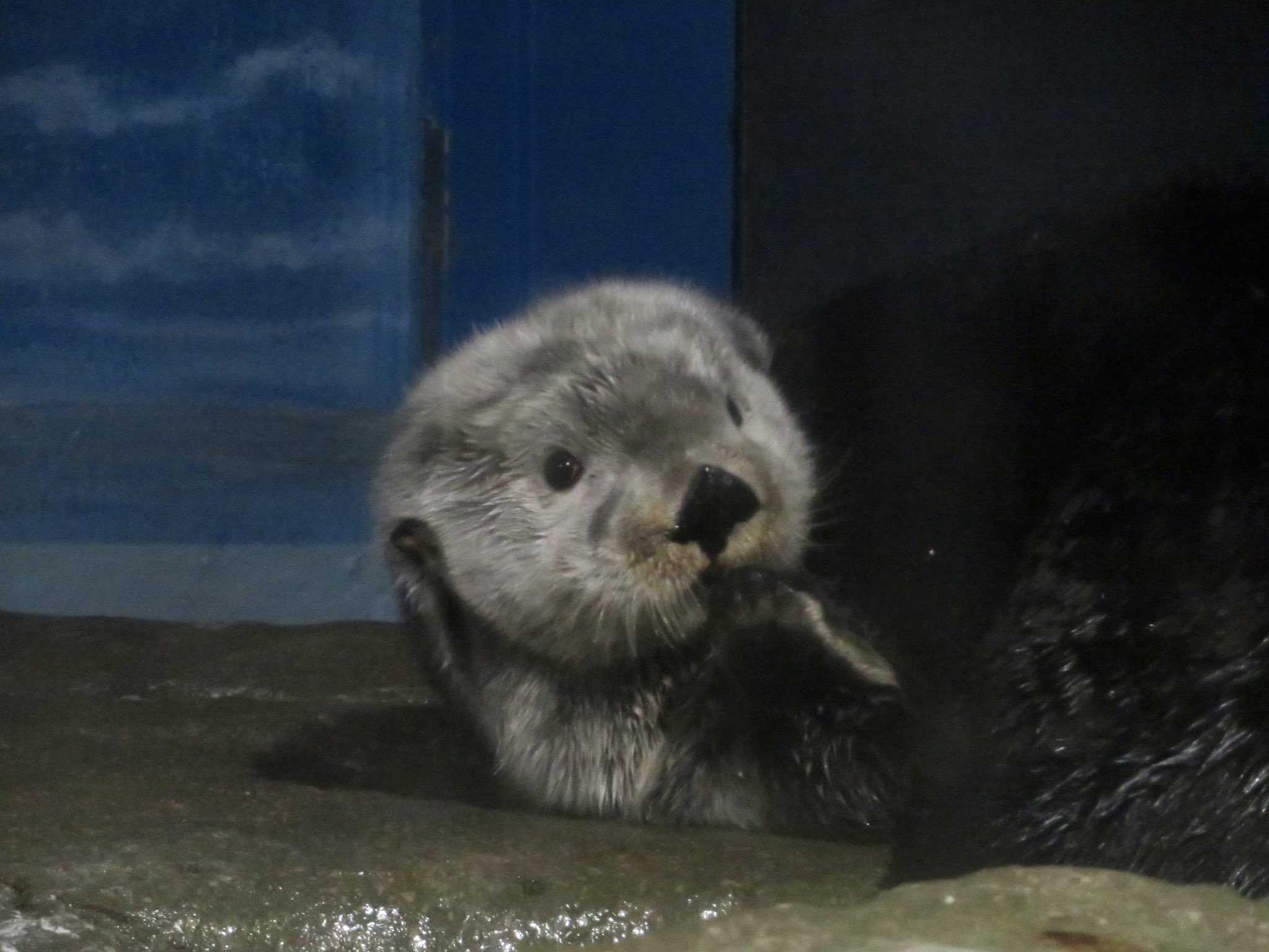りゅうあ Rt Japan Seaotter ボクの写真集の発売を知って 驚きを隠せない 中年男性のリロさん 戸惑いつつも 笑みを隠せないご様子 マリンワールド海の中道 ラッコ 中身はリロくんだけじゃないよ T Co Hagkqsyovn Twitter