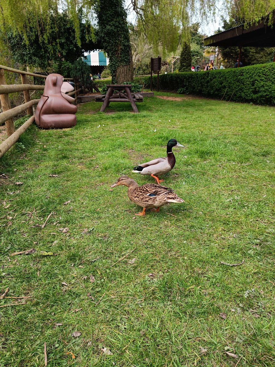 OPA_LL's tweet photo. We've been spotting wildlife today. #OPAfunhomework https://t.co/ziDGIC4lqO