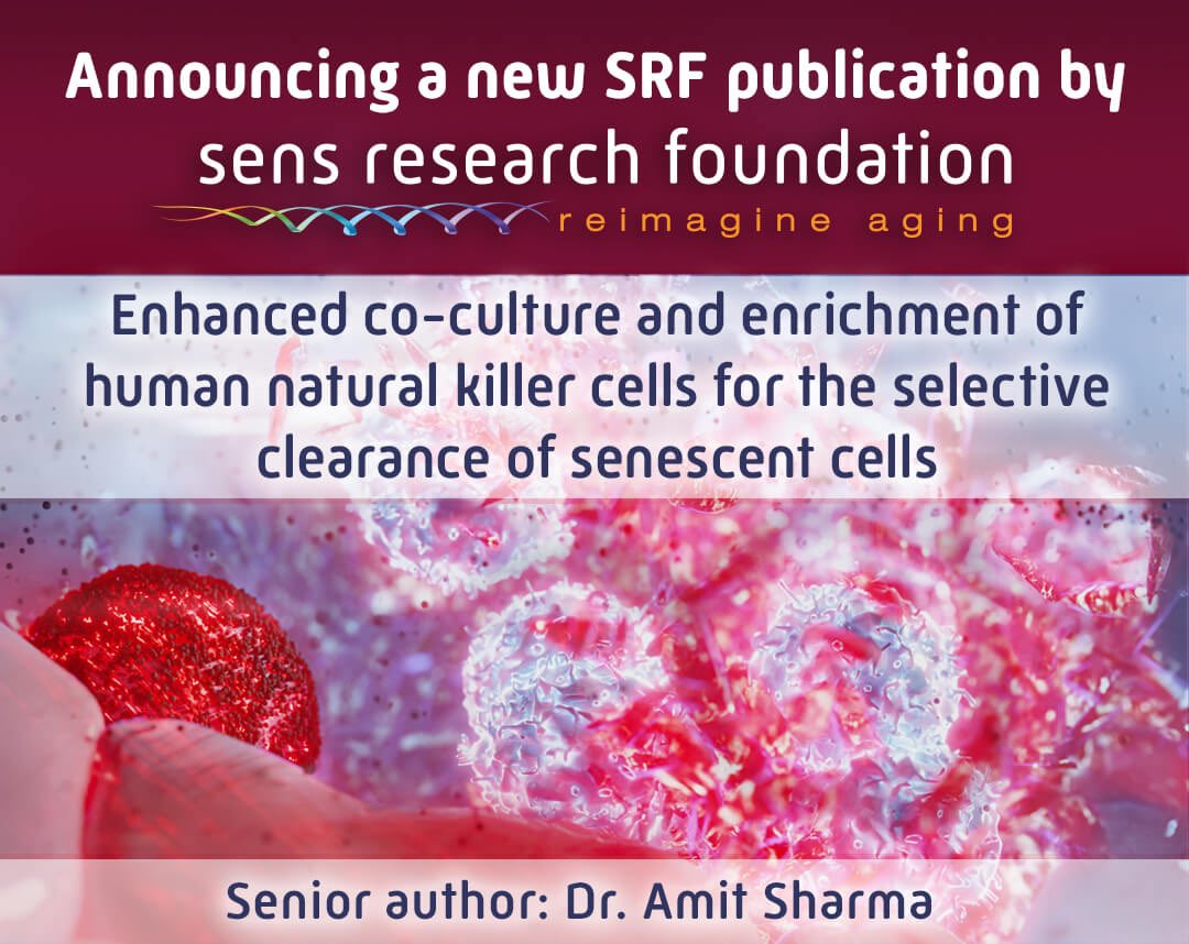 SRF’s New Scientific Publication about the Aging of the Immune System Read the post and the publication by visiting our website’s Research Highlights at: sens.org