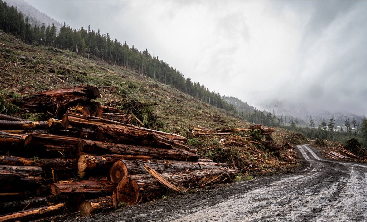 wildernews's tweet photo. PRESS RELEASE out this morning:

Despite assurances from the BC Government that progress is being made on old-growth deferrals, new satellite imagery and on the ground documentation shows logging in many of the areas earmarked to be set aside:

https://t.co/5khnthYRic #bcpoli https://t.co/VadBPfo4RQ