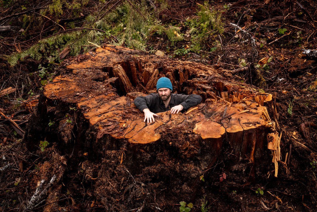 wildernews's tweet photo. PRESS RELEASE out this morning:

Despite assurances from the BC Government that progress is being made on old-growth deferrals, new satellite imagery and on the ground documentation shows logging in many of the areas earmarked to be set aside:

https://t.co/5khnthYRic #bcpoli https://t.co/VadBPfo4RQ