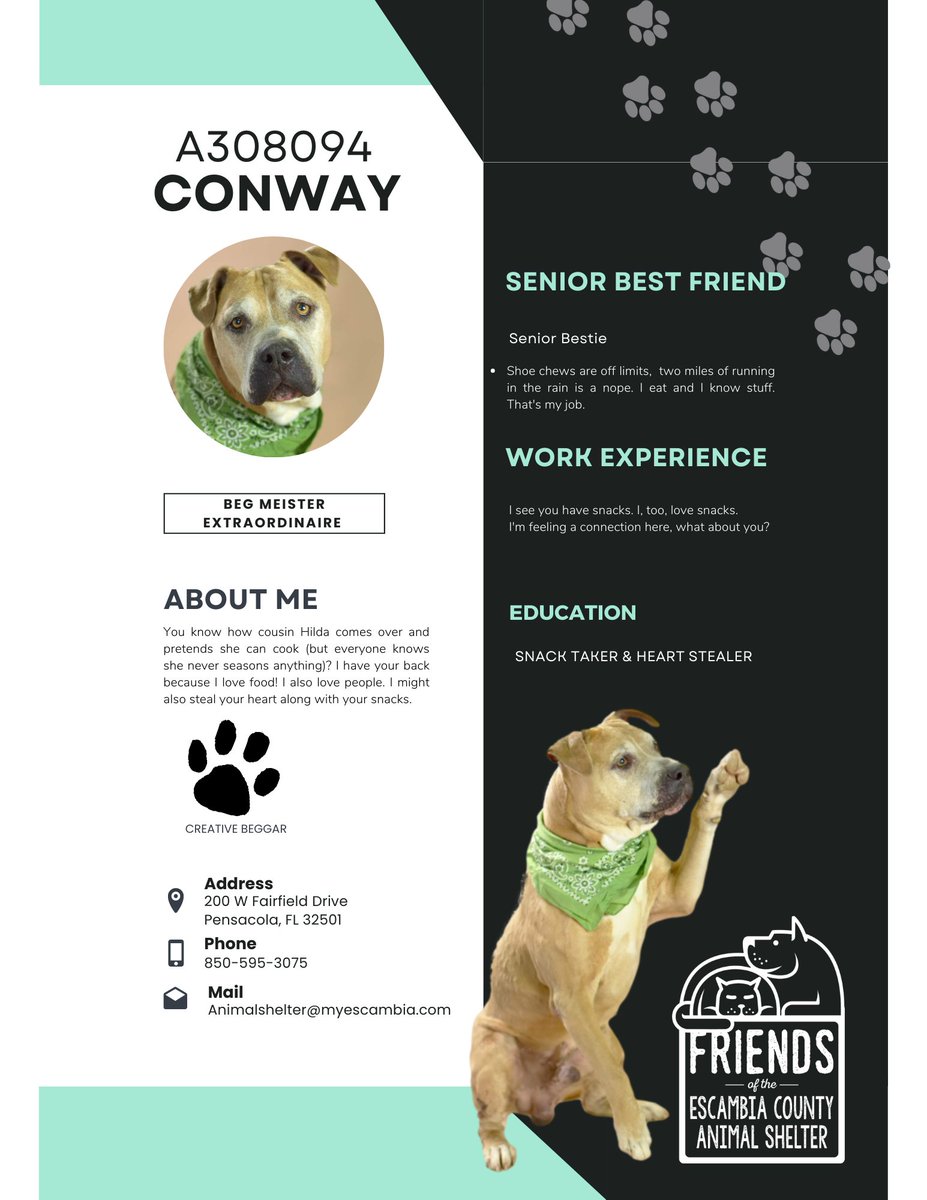 ECASFriends's tweet photo. Some call it begging, we call it snack enhancement posture. #doggo #Resume #hireme #comemeetyourdog https://t.co/Yg8f6XQumK