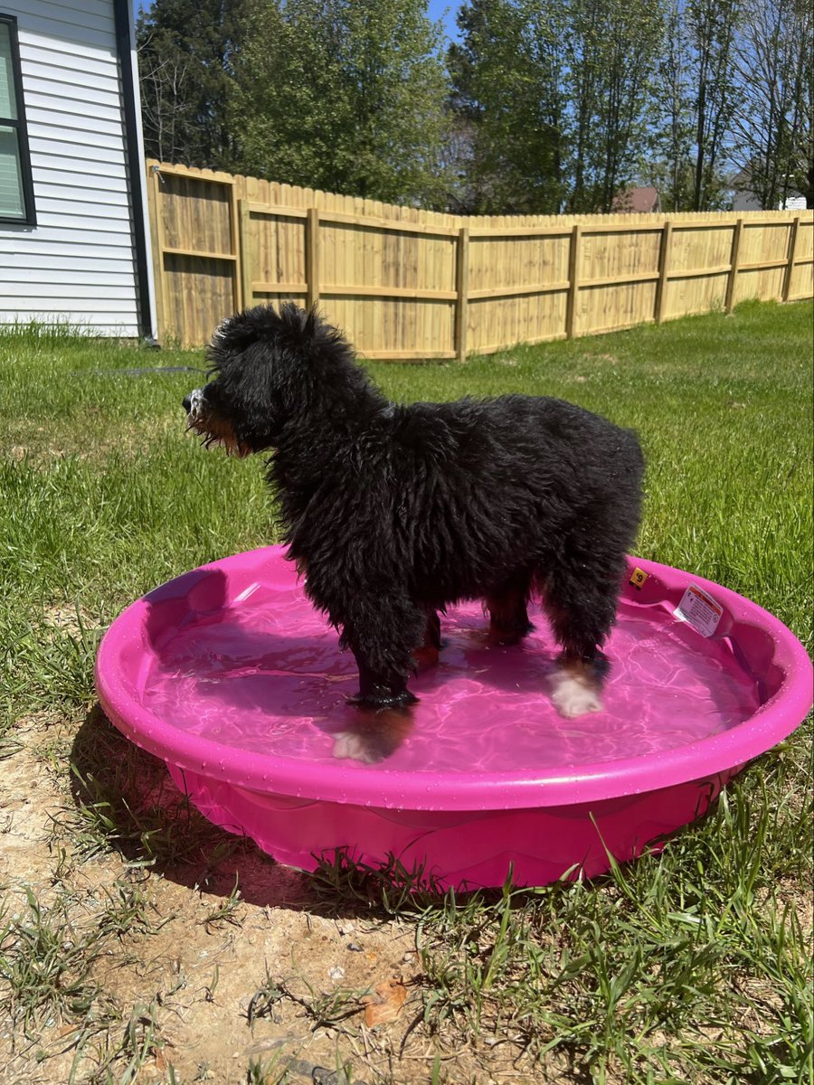 Guess what mom got me this weekend!!!  #PoolParty #puppy #weekendvibes