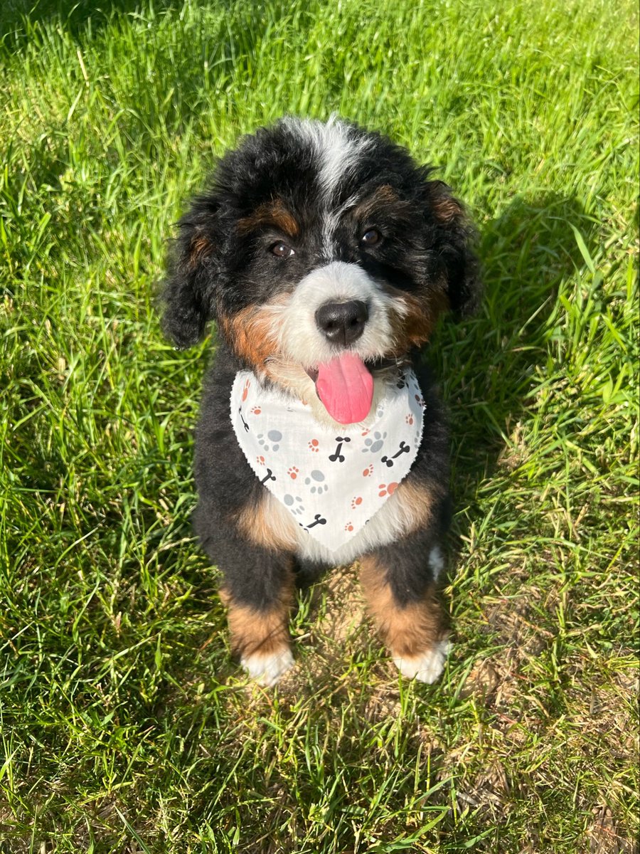 Guess what day it is!?!?  It’s tongues out Tuesday!! #tongues #bernedoodle #Tricolor #sunny #dogsoftwitter
