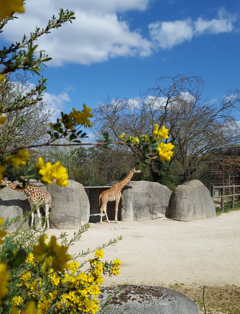 RenacCeline's tweet photo. 12 avril : joyeux anniversaire @zoodeparis  🎁🎉
Déjà #8ans depuis la réouverture, déjà de beaux souvenirs et encore plein de bons moments à venir. 
#ZooDeParis #PZP #Anniversaire https://t.co/UkgatYvzfE