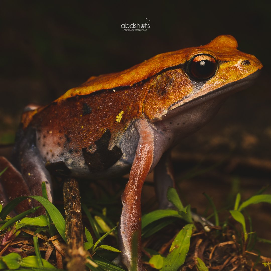 abdshots's tweet photo. "Tree Frog" From the woods of western ghats 
.
#treefrog #frogs #macroworld #macrophotography #frogsofindia #indianfrog #abdshots #abhinandgowda #frogsofinstsgram https://t.co/1fZCAQcmVQ