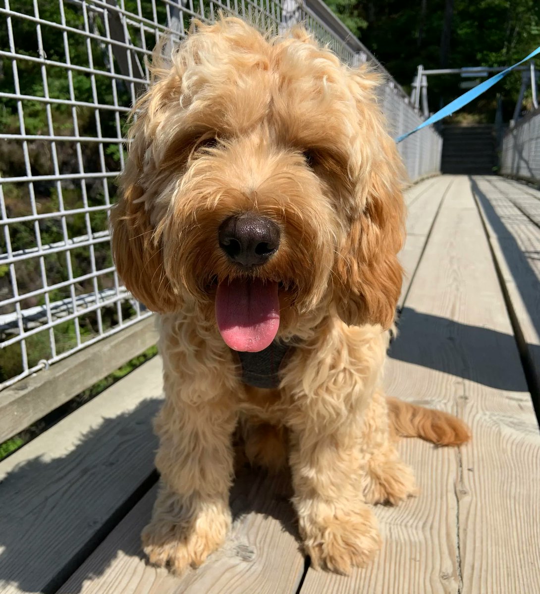 MaltingHouseDS's tweet image. What’s your favourite stress-buster? Wendy loves walking Beau around Dundee&apos;s waterfront and further afield.
 
Share yours and give us all more ideas!
#StressAwarenessMonth #SupportSmallBusinesses #DistillingDistinctiveDesign