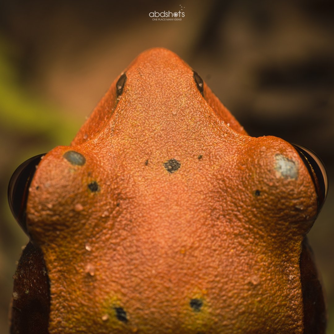 abdshots's tweet photo. "Tree Frog" From the woods of western ghats 
.
#treefrog #frogs #macroworld #macrophotography #frogsofindia #indianfrog #abdshots #abhinandgowda #frogsofinstsgram https://t.co/1fZCAQcmVQ
