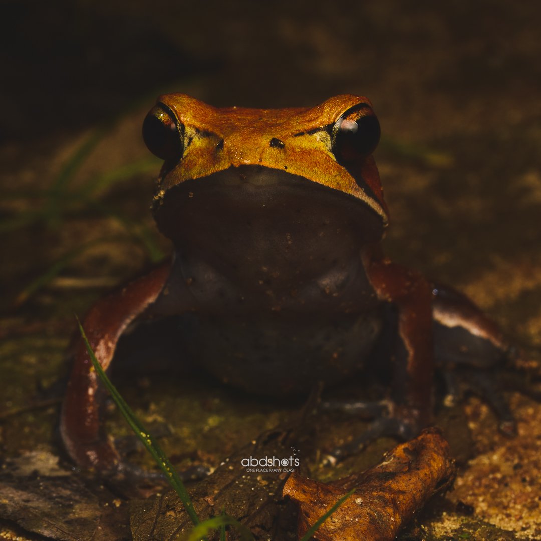 abdshots's tweet photo. "Tree Frog" From the woods of western ghats 
.
#treefrog #frogs #macroworld #macrophotography #frogsofindia #indianfrog #abdshots #abhinandgowda #frogsofinstsgram https://t.co/1fZCAQcmVQ