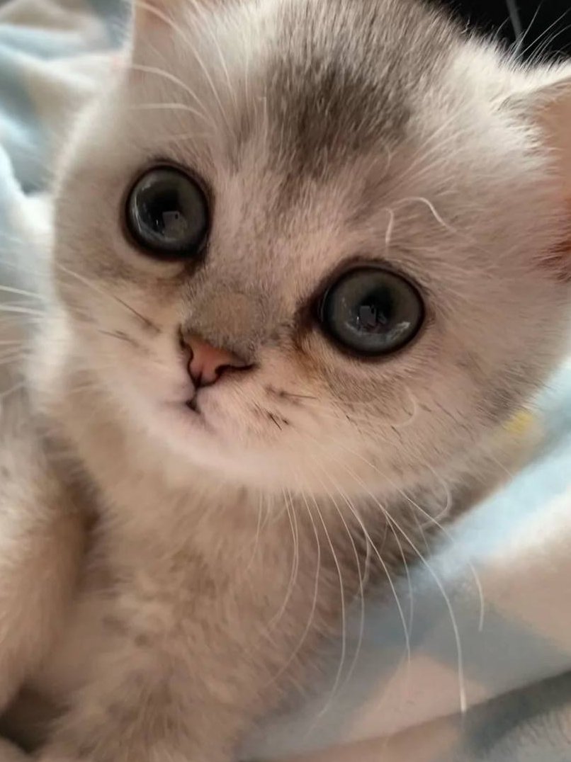 #Catddle
<a href="/CatddleNFT/">Catddle Game 🧩</a>    小奶猫   
 So cute