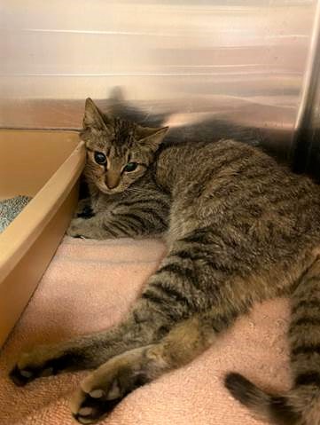 sachikoko's tweet photo. 🆘URGENT!🆘RESCUE NEEDED WITHIN 24HRS🆘
❤THIS 8MO #TABBY FEMALE KITTY❤
⚕IS PREGNANT W/ BACK LEG PARALYSIS DUE 2 METAL PELLETS
🚨NEEDS PLEDGES💰4 #RESCUE &amp; OUT OF SHELTER ASAP!🚨
▶ID 635420 Cage 640 https://t.co/JhSYfKhdd4
🙏🏽#PLEDGE 2 #SAVEALIFE
#MARIETTA #GA @cobbkitties https://t.co/3KdlsURTjp
