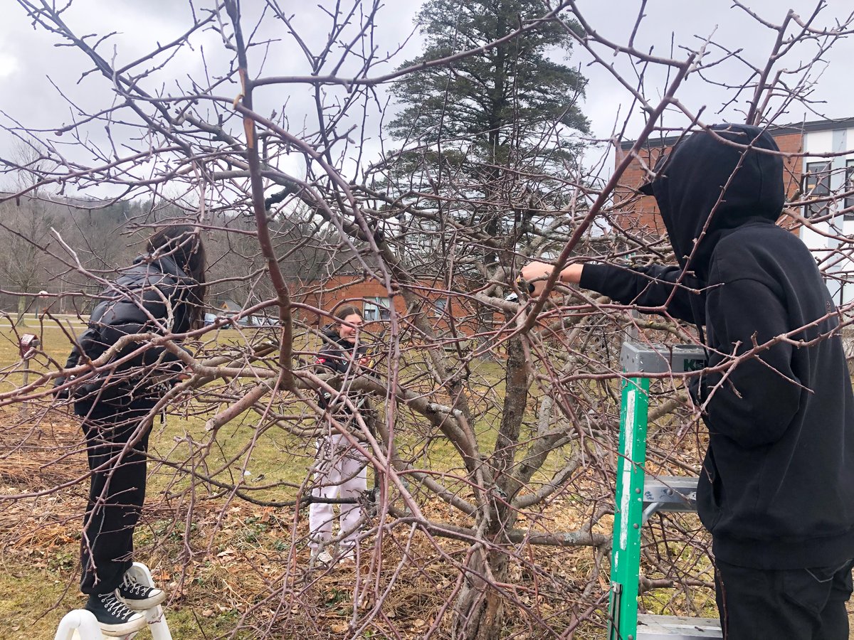 SMSRaidersVT's tweet photo. Nothing says Springtime like pruning trees! SMS garden club is hard at work pruning the apple trees. One of our core principles is a willingness to grow. You have to be willing to cut away the old to allow room for new growth! #smsvt #lsuuvt #willingnesstogrow https://t.co/vTYG67sL5o