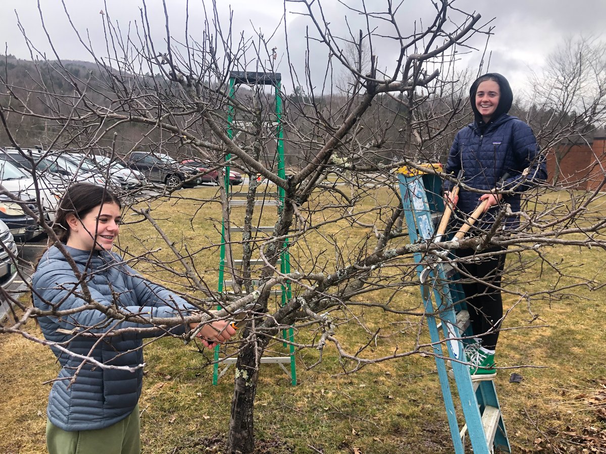 SMSRaidersVT's tweet photo. Nothing says Springtime like pruning trees! SMS garden club is hard at work pruning the apple trees. One of our core principles is a willingness to grow. You have to be willing to cut away the old to allow room for new growth! #smsvt #lsuuvt #willingnesstogrow https://t.co/vTYG67sL5o