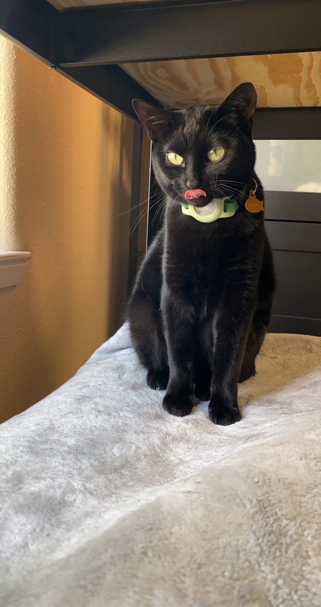 chomp_chris's tweet image. 😛