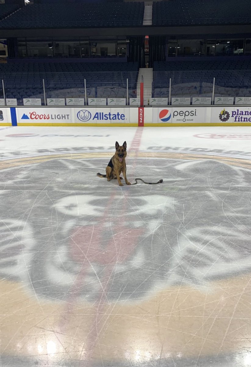 Chicago_Wolves's tweet image. Very good boy Kemba Poturalski supervising practice. 

Need to add a “C” on that collar.

#OurPack