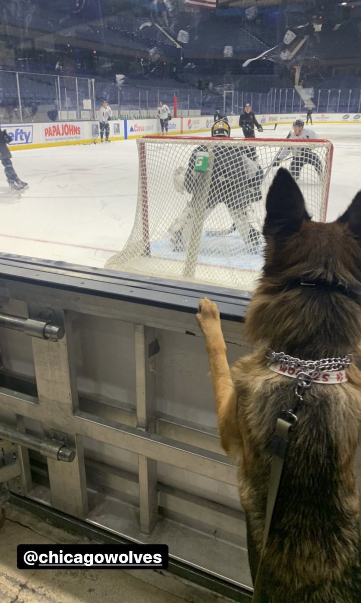 Chicago_Wolves's tweet image. Very good boy Kemba Poturalski supervising practice. 

Need to add a “C” on that collar.

#OurPack