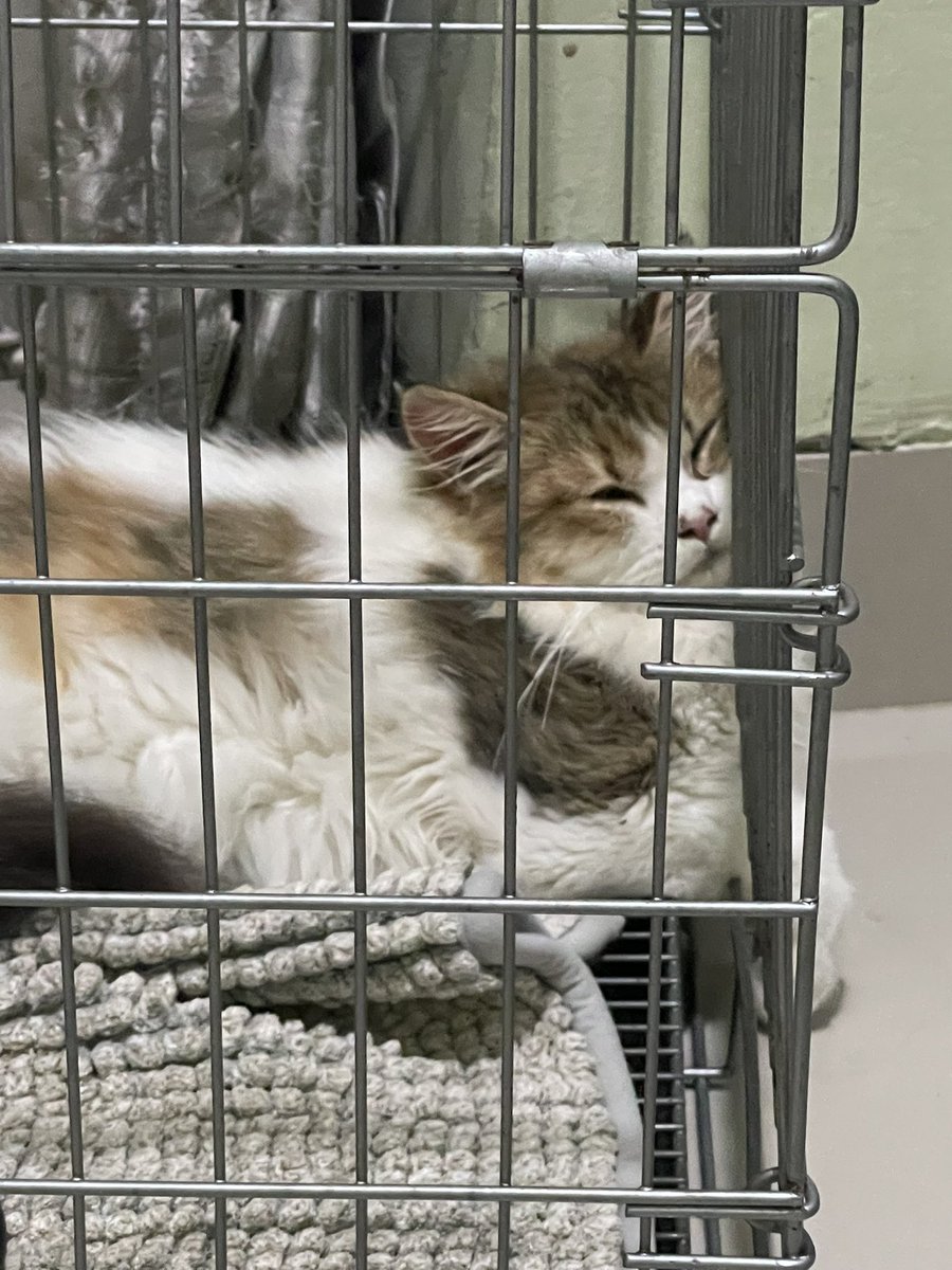 studywdin's tweet photo. hallo, aku minta doanya yaaa semoga kucing aku sembuh😞 sedih bgt aku ga kuat liat dia lemes gini😢 https://t.co/MLUM7KRJIb