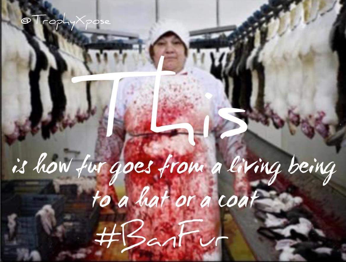 TrophyXpose's tweet photo. I’ve posted a lot of trapped animals, this is the other side of fur - the fur farm. Every animal involved in this revolting industry SUFFERS! 💔🤬
🙏🏼RT
#BanFur
@tarastrong @ChrisGPackham  @domdyer70 @Angelux1111 @AgainstHunting @PhaedraXTeddy @ladydobe1 @Gail7175 @Lin11W @trocbe https://t.co/XCybtEOGdE