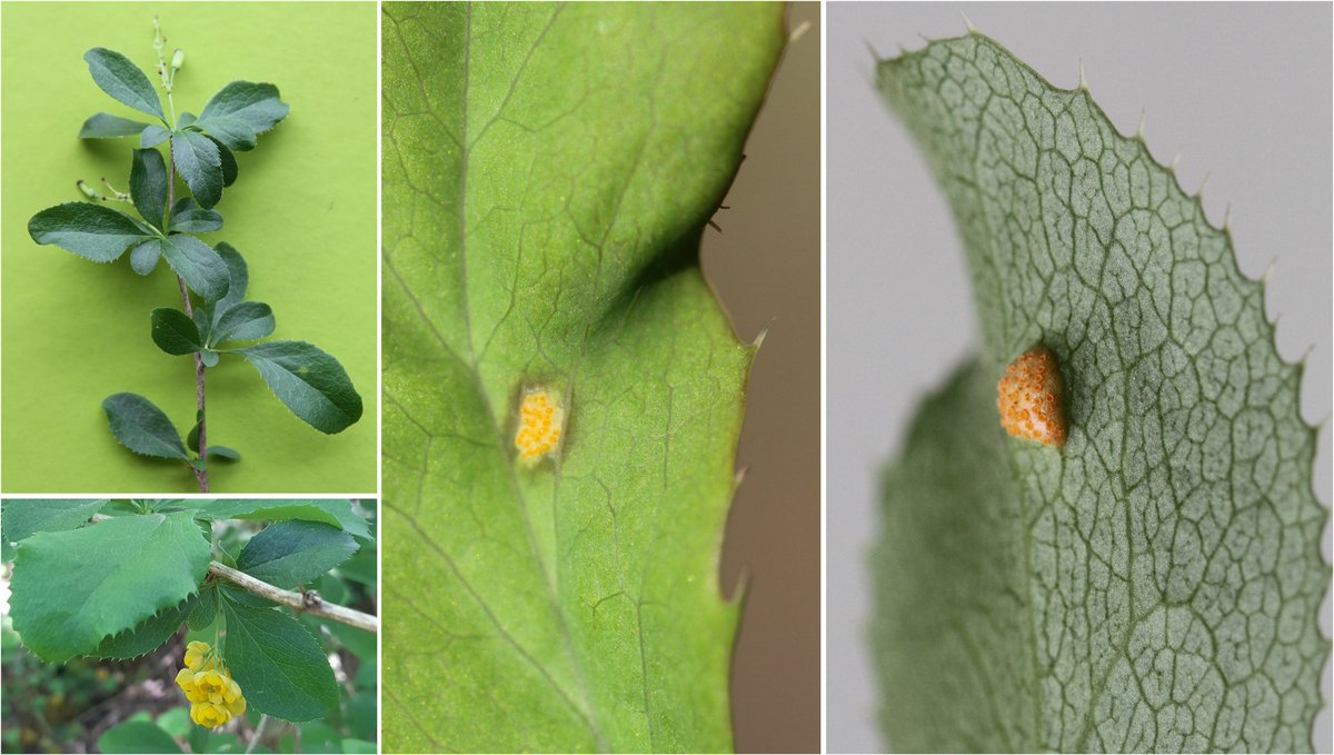 wheatpath's tweet photo. Help ! 📣 Appel aux naturalistes de Côte-d'Or @BFCNature connaissant les hauteurs du Val Suzon. Objectif rando #ScienceParticipative : au mois de mai, trouver des #Berberis vulgaris (hôte alternant de #Puccinia graminis) présentant des pustules de #rouille. 🙏 RT / contact MP https://t.co/e9GV0UqAdd