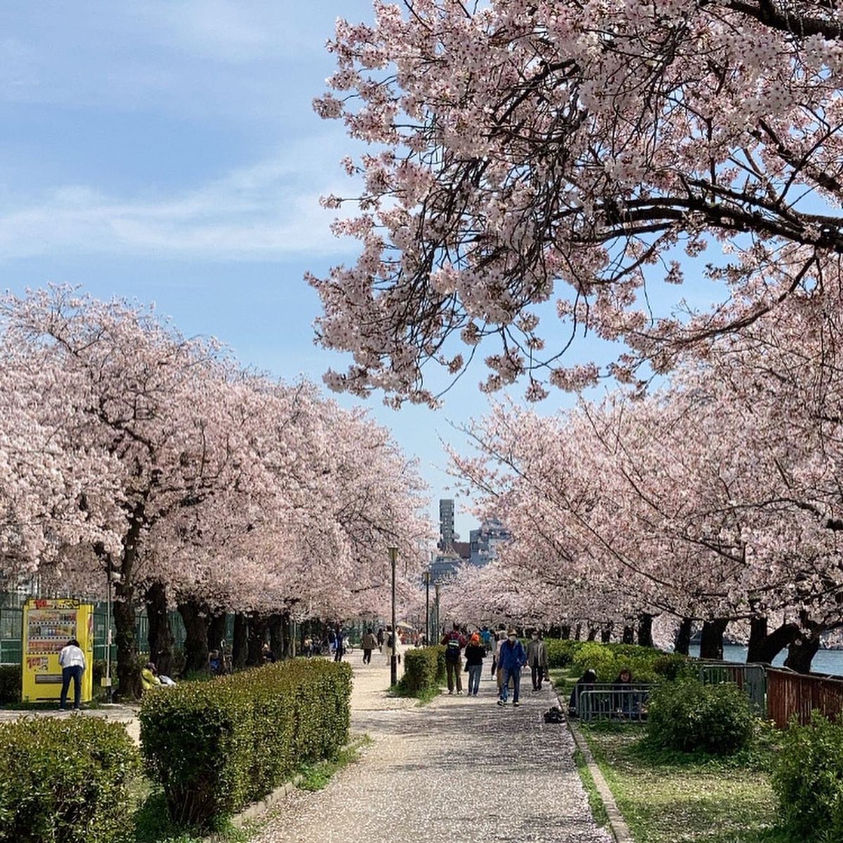 Q_Q_23's tweet photo. 桜が散ってきた頃にはなりますが
今月の記念日デートは花見してきた〜🌸
ド満開の桜の下で美味いもん食うて、美味い酒飲んで、良い休日を過ごせました🍺
いつも有り難うね☺︎ https://t.co/FV1Q6SG3HN