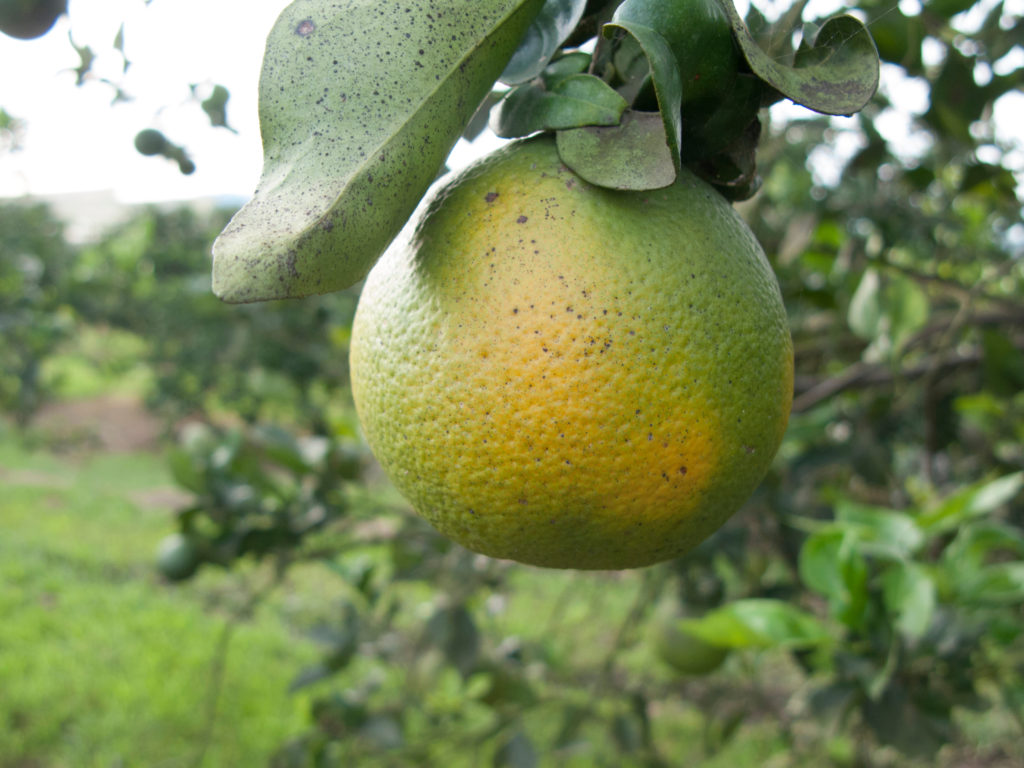 Boyce Thompson Inst (@btiscience) on Twitter photo #CitrusGreening disease is ravaging the US citrus industry. Join BTIβs <a href="/SahaSurya/">Surya Saha π§¬βοΈπ¨βπ»π</a> in this monthβs Breaking Ground as he tells us about his efforts enlisting undergraduate students in the fight against this devastating agricultural disease.
bit.ly/BreakingGroundβ¦
4/19, 12pm EST #CitrusGreening disease is ravaging the US citrus industry. Join BTIβs <a href="/SahaSurya/">Surya Saha π§¬βοΈπ¨βπ»π</a> in this monthβs Breaking Ground as he tells us about his efforts enlisting undergraduate students in the fight against this devastating agricultural disease.
bit.ly/BreakingGroundβ¦
4/19, 12pm EST