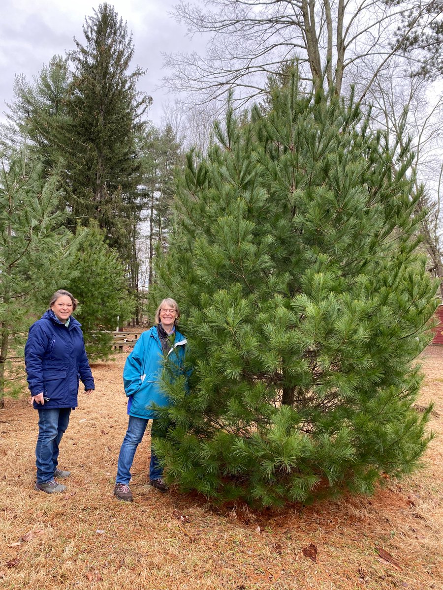 NJSOC_Friends's tweet image. Our newly planted pines have gotten sooo big! Pictured here is the Friends of NJSOC President, Kerry, and VP, Shayne, who initiated a replant of the pine trees that were dying prior at &quot;Piney Point&quot;. These trees look strong &amp;amp; healthy now!  #njconservation #plantatree #njtrees