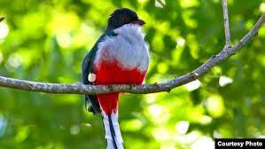 Tan libres como nuestra Ave Nacional.
#Cuba #VamosConTodo #UJC