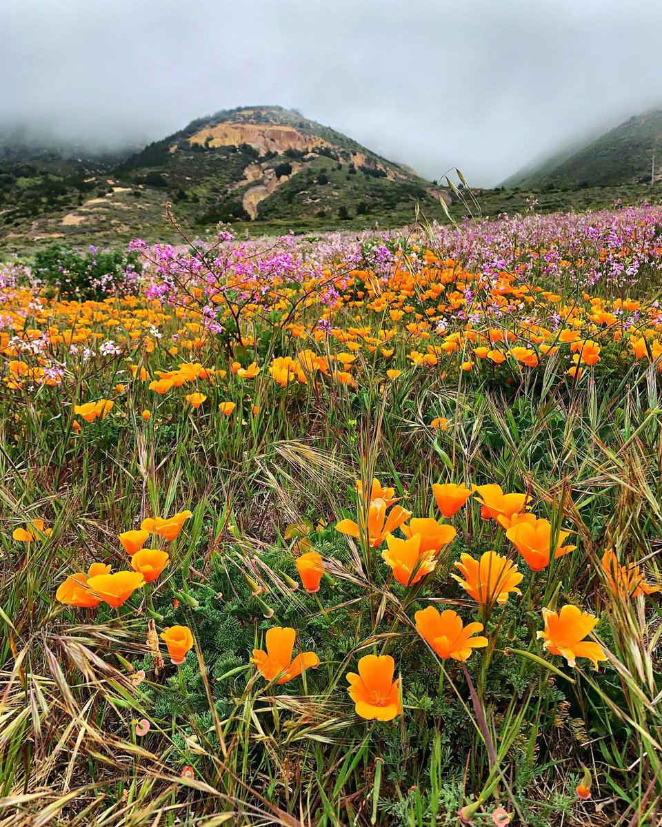 LosOsosBaywood's tweet photo. The hills are alive with lupine, poppies and even more wildflowers!
.
.
.
📷 by @_kayyyyylaaaaaaa_, @plantloverlacey, and @evalipson
#VisitLosOsosBaywood #MDO #MontanadeOro #SLOCAL #WildlyRelaxing #wildflowers #Highway1Dreaming #lupine #CaliforniaPoppy https://t.co/WKG33pLaIm