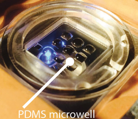 IdylleLabs's tweet photo. #ResearchTech we like🤩
A sticky multiwell solution to do more experiments with less volume: 1 glass slide, 9 wells, 3 uL of reagent per well
A kind of #Stencell parent technology👪
📰https://t.co/sxJTRVFCAW
#woundhealing #immunostaining #cytochemistry #3Dcellculture #stemcell https://t.co/cSnAI5EzPf