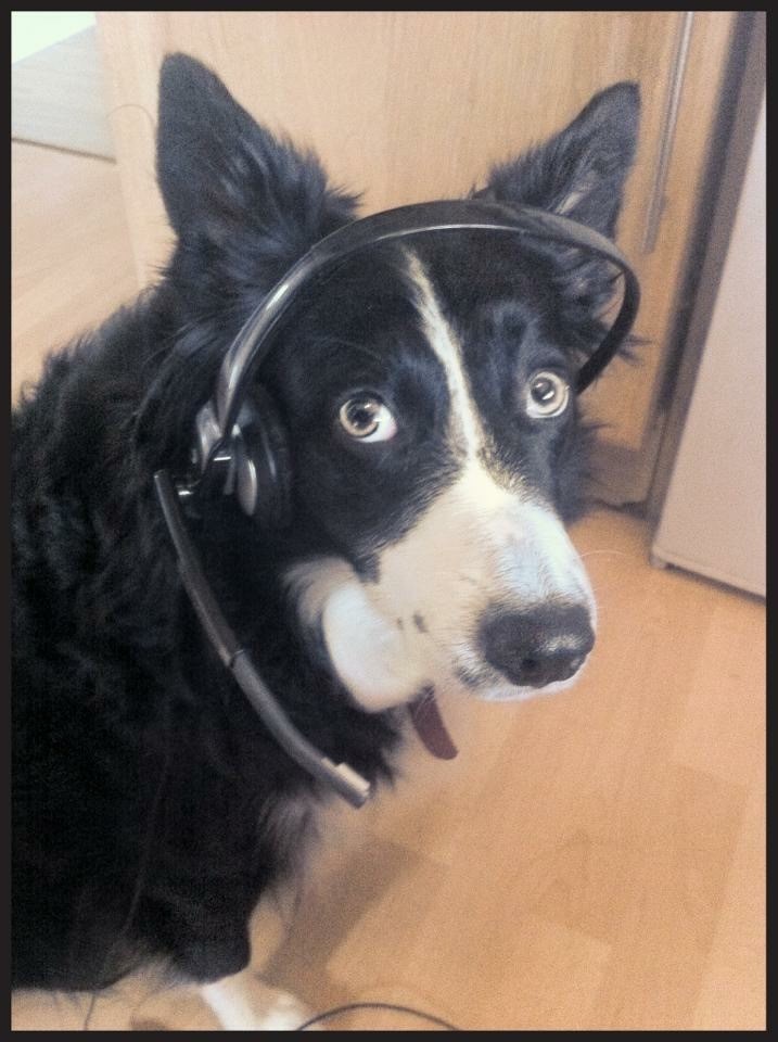 Do you have a Pet?
If so, we would love to hear about them.
This is Sammie, our Freedom of Speech mascot, she keeps us company in our office &amp; is our Therapy Dog.
#Therapydog #Mindmaps #Anxiety #Coaching #dyslexia #dyspraxia #ADHD #Autism #MentalHealth #WorkplaceCoaching