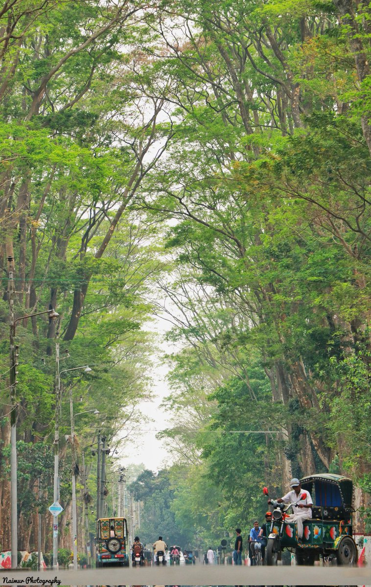 CrypticNaimur's tweet photo. প্যারিস রোডের সবচেয়ে বড় সৌন্দর্য এই গাছগুলো...
প্যারিস রোড, রাজশাহী বিশ্ববিদ্যালয়। https://t.co/XVnQoSFaq8