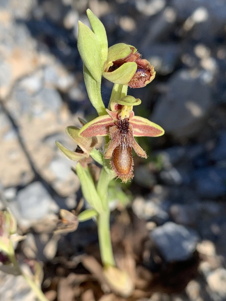 #hardyorchidsociety #wildflowerid Can anyone confirm the identity of this orchid please. Using Field Guide to the Orchids of Europe and the Mediterranean gets me to Ophrys speculum subsp. Regis-ferdinandii  Page 215 Many thanks