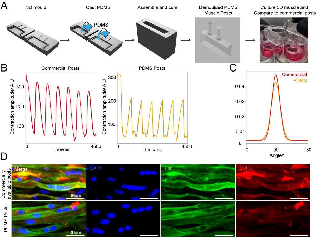 MWNautilus's tweet photo. Combining #SLA #3Dprinting & #SoftLithography for fast, versatile & accessible high-resolution #fabrication of customised multiscale #CellCulture & #tissue #engineering devices with complex designs:
https://t.co/OZrmIq8KYS
#DIYbio #biohacking #lithography #lab #microfluidics https://t.co/6cDtPl1Xgv