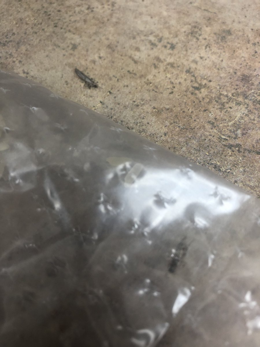 saracantup's tweet photo. @BensOriginal one of the four packets of rice inside the box had these insects. No idea what they are but obviously can’t eat it. Seriously gross. https://t.co/dD7RF9fro6
