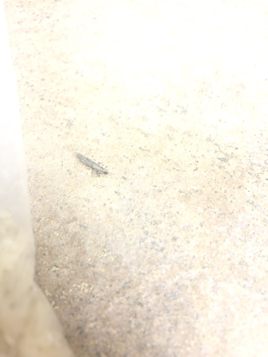saracantup's tweet photo. @BensOriginal one of the four packets of rice inside the box had these insects. No idea what they are but obviously can’t eat it. Seriously gross. https://t.co/dD7RF9fro6