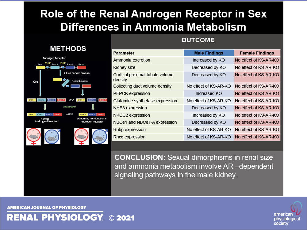 AJPRenal's tweet photo. 🔓#FreeArticleOfTheWeek "Role of the renal androgen receptor in #SexDifferences in #ammonia metabolism"
By: Autumn N. Harris, et al.
https://t.co/fnckNN3DAt
#AJPRenal #Testosterone   @AutumnH19351228     @UFVetMed @UFNephrology https://t.co/pU4WwGQExu