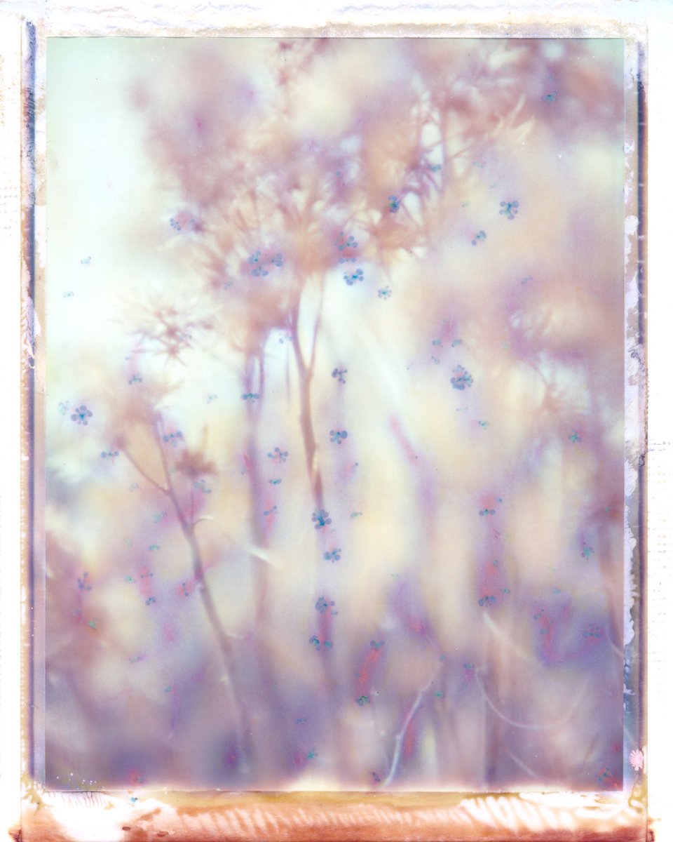 benprks's tweet image. #graflex #polaroid #polaroid669