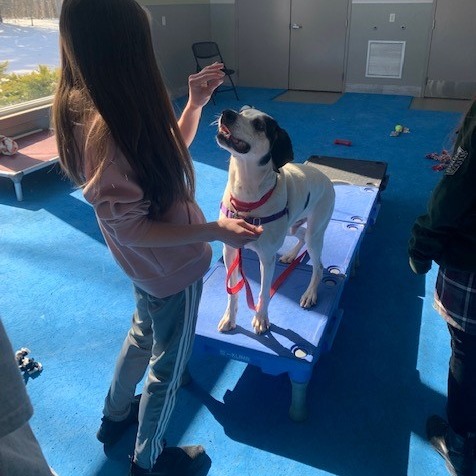 PMSPCA's tweet photo. April school vacation is 2wks away. Have your child join us for our Caring Kids Workshop, geared for 10-13yo children & scheduled for Mon & Tues April 25 & 26 9a-noon.
Learn more & register today - space is limited https://t.co/DFNkTY1nGz
#staycationfun #animaltime #pmspca https://t.co/AAFgsWRPzc
