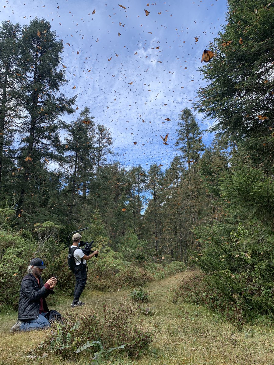 callirachel's tweet photo. I personally witnessed the #butterflyforest reduce grown men to tears. (That’s our fixer on the ground embracing the butterfly cloud with glee even though he’s a v experienced journalist who’s used to filming in narco drug labs). #DatelineSBS @SBS #ButterfliesvCartels https://t.co/VCt94eSQNr