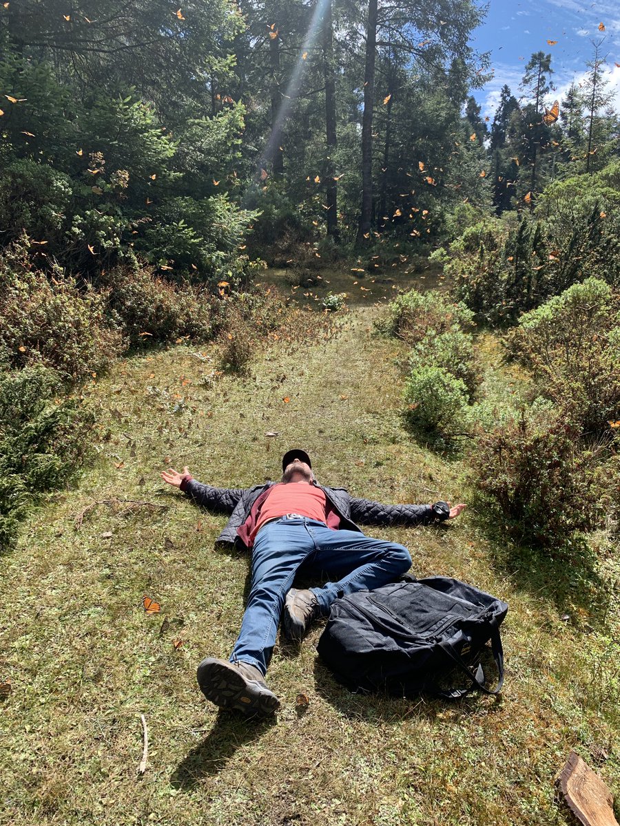 callirachel's tweet photo. I personally witnessed the #butterflyforest reduce grown men to tears. (That’s our fixer on the ground embracing the butterfly cloud with glee even though he’s a v experienced journalist who’s used to filming in narco drug labs). #DatelineSBS @SBS #ButterfliesvCartels https://t.co/VCt94eSQNr